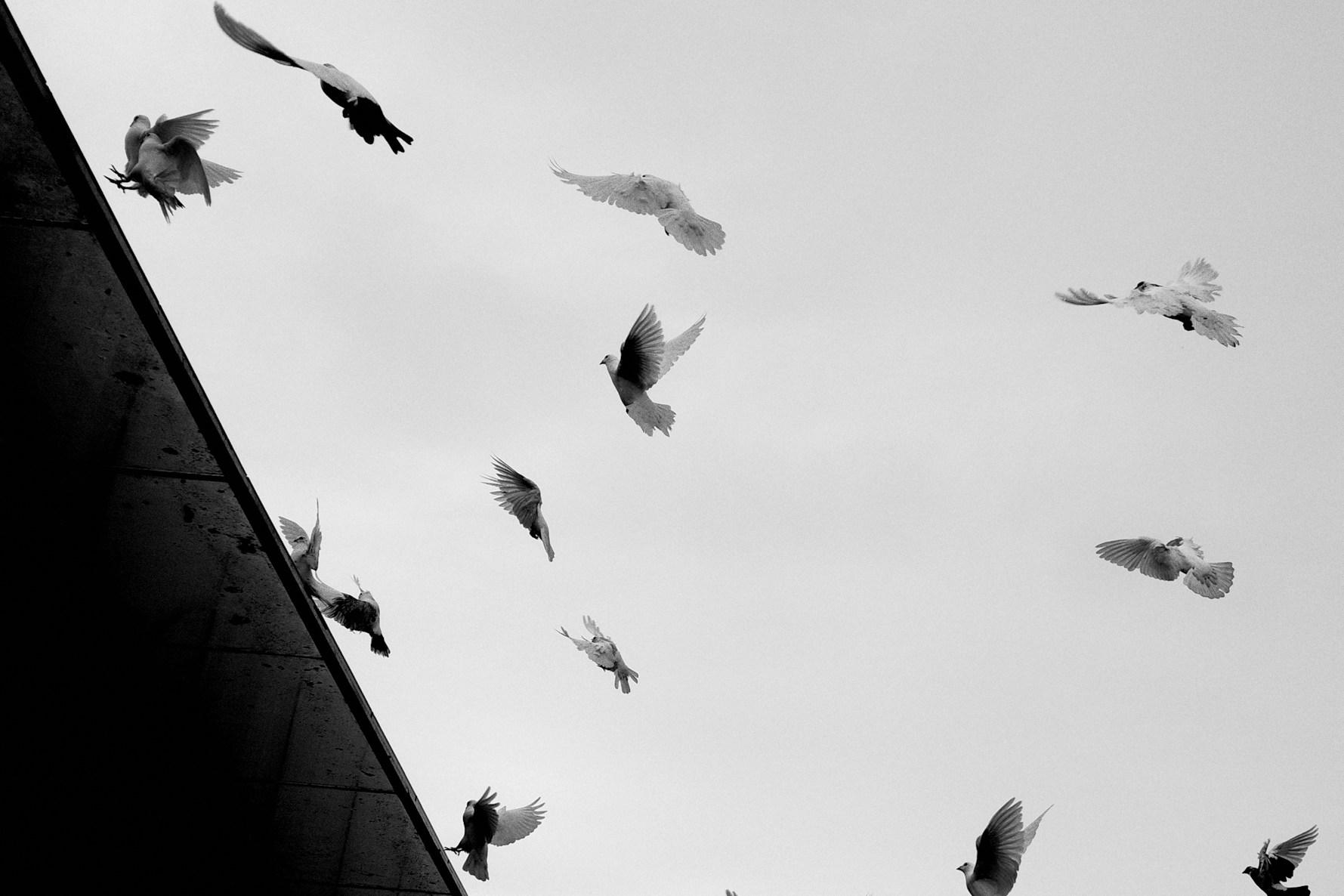 pigeon-flying
