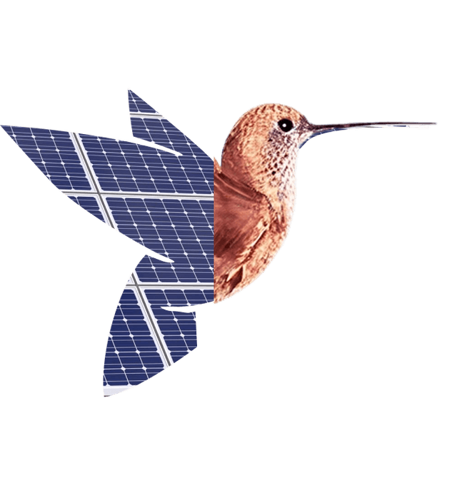 bird-solar
