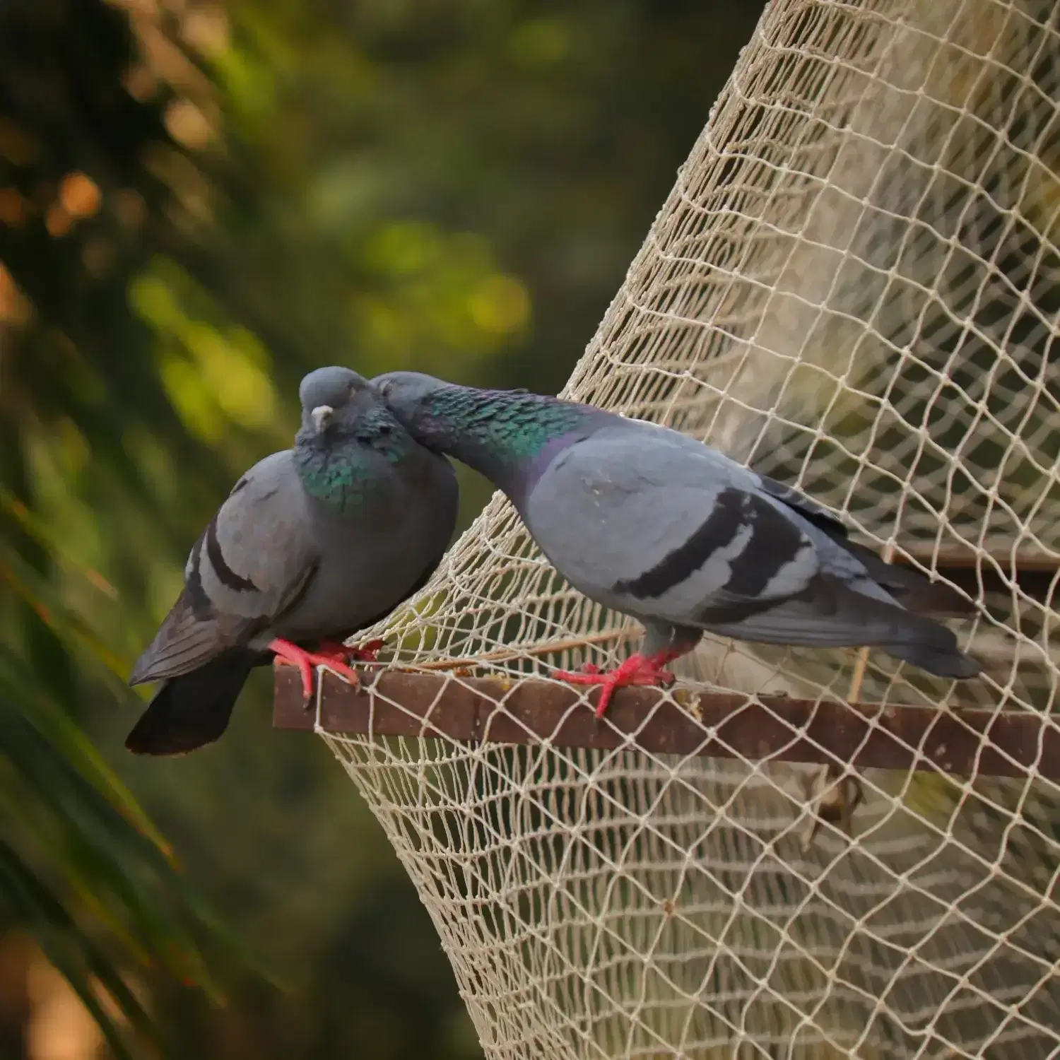 Bird & Pigeon Control Services for Homes and Businesses