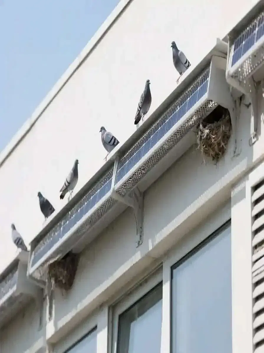 Bird Control & Proofing